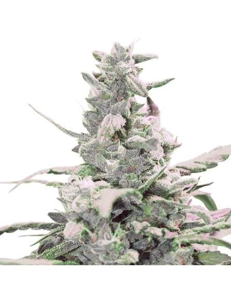 ROYAL QUEEN SEEDS - Royal Creamatic Automatic - 5