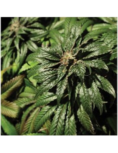 THE BULLDOG SEEDS - Bubblegum Kush - 1