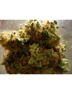 FEMALE SEEDS - Auto Critical - 1