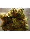 FEMALE SEEDS - Auto Critical - 1