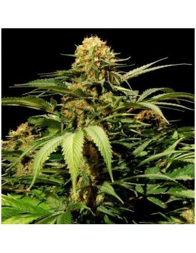 THE BULLDOG SEEDS - Bullshark - 1