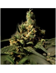THE BULLDOG SEEDS - Citral Skunk - 1