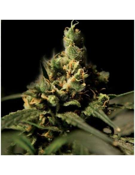 THE BULLDOG SEEDS - Citral Skunk - 1