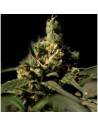 THE BULLDOG SEEDS - Citral Skunk - 1