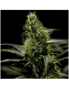 THE BULLDOG SEEDS - Energy Haze - 1