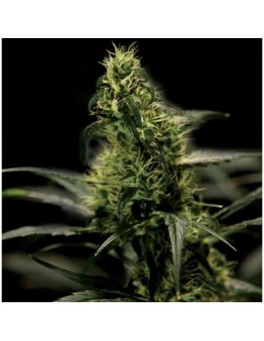 THE BULLDOG SEEDS - Energy Haze - 1