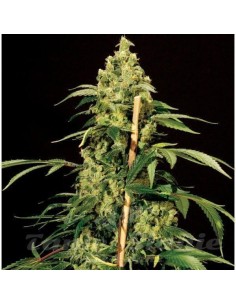 THE BULLDOG SEEDS - Jack Herer - 1