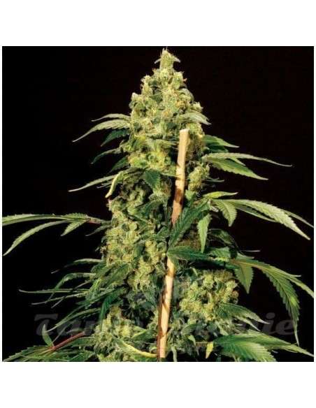 THE BULLDOG SEEDS - Jack Herer - 1