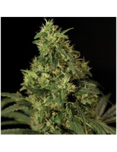 THE BULLDOG SEEDS - Northern Light - 1