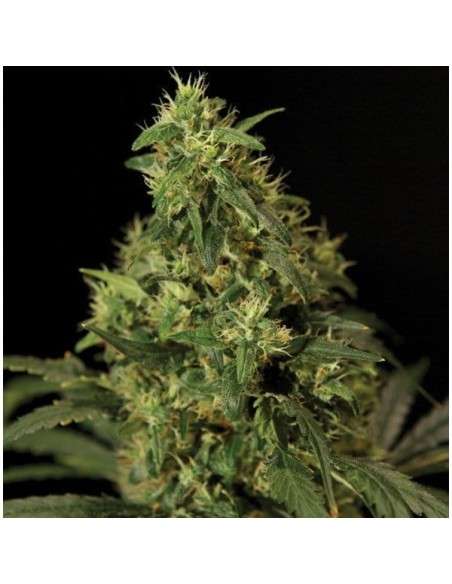 THE BULLDOG SEEDS - Northern Light - 1