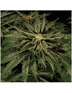 THE BULLDOG SEEDS - O.Z. Kush - 1
