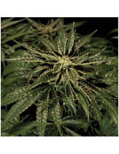 THE BULLDOG SEEDS - O.Z. Kush - 1