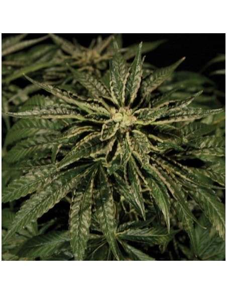 THE BULLDOG SEEDS - O.Z. Kush - 1