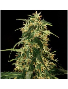 THE BULLDOG SEEDS - Silver Star Haze - 1