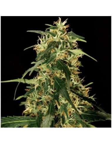 THE BULLDOG SEEDS - Silver Star Haze - 1