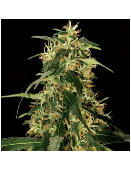 THE BULLDOG SEEDS - Silver Star Haze - 1