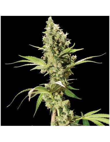THE BULLDOG SEEDS - Sour Diesel - 1