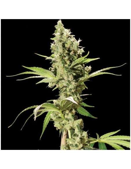 THE BULLDOG SEEDS - Sour Diesel - 1