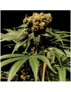 THE BULLDOG SEEDS - The Bulldog Haze - 1