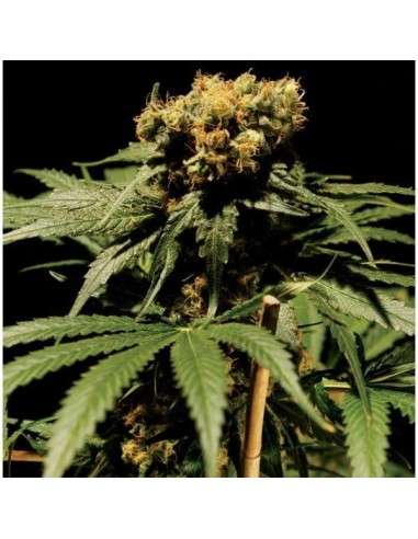 THE BULLDOG SEEDS - The Bulldog Chronic - 1