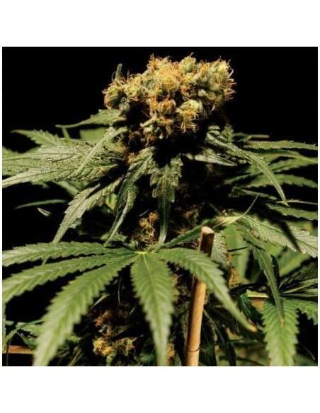 THE BULLDOG SEEDS - The Bulldog Chronic - 1