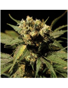 THE BULLDOG SEEDS - White Widow - 1