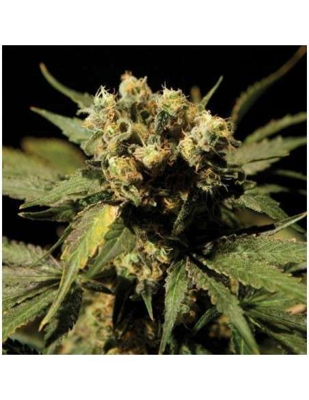 THE BULLDOG SEEDS - White Widow - 1