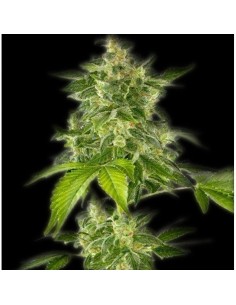 THE BULLDOG SEEDS - Autoflower Haze - 1