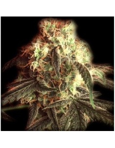 THE BULLDOG SEEDS - Fast Ryder I - 1