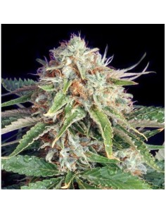 THE BULLDOG SEEDS - Fast Ryder II - 1