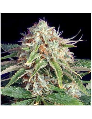 THE BULLDOG SEEDS - Fast Ryder II - 1