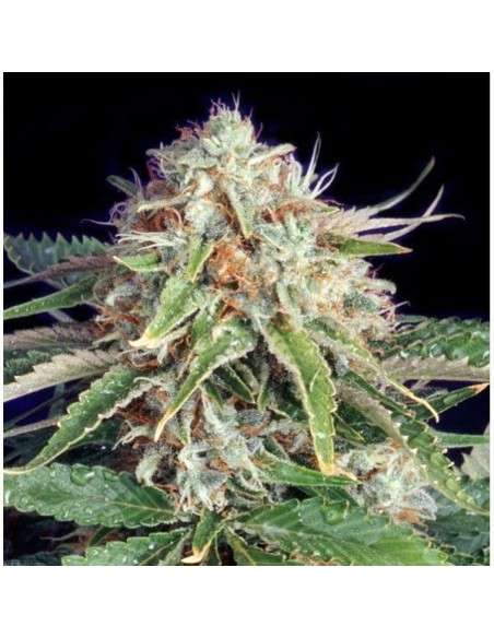 THE BULLDOG SEEDS - Fast Ryder II - 1