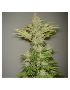 RESIN SEEDS - Bublicious - 1