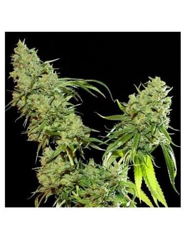RESIN SEEDS - Cannatonic - 1