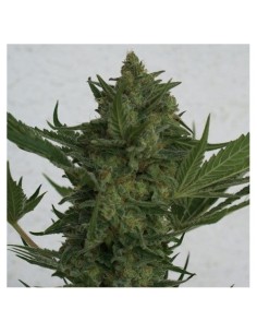 RESIN SEEDS - Critical Haze - 1