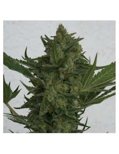 RESIN SEEDS - Critical Haze - 1