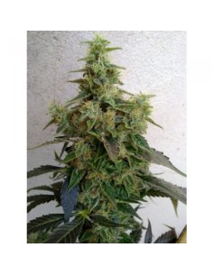 RESIN SEEDS - Dieseltonic - 1