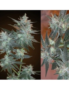 RESIN SEEDS - LA Ultra - 1