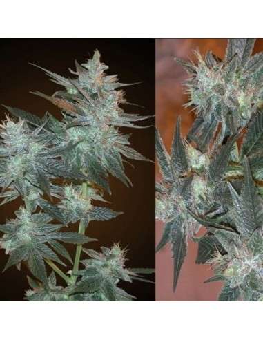 RESIN SEEDS - LA Ultra - 1