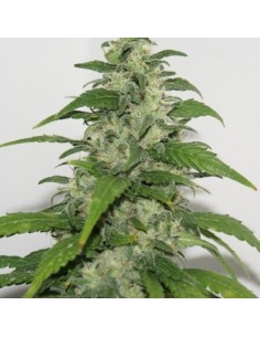 RESIN SEEDS - Yummy - 1