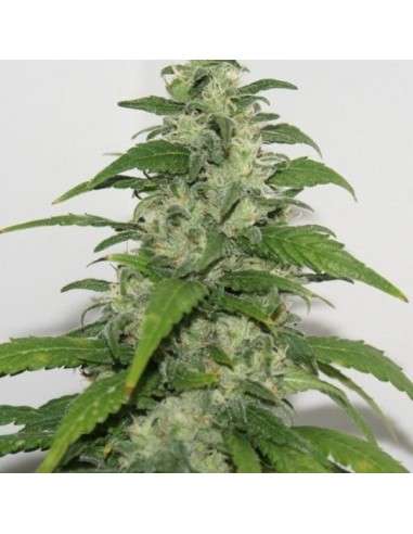 RESIN SEEDS - Yummy - 1
