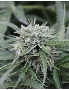 FEMALE SEEDS - Auto Northern Light - 1