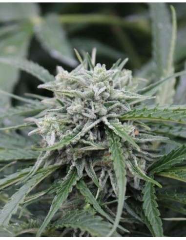 FEMALE SEEDS - Auto Northern Light - 1