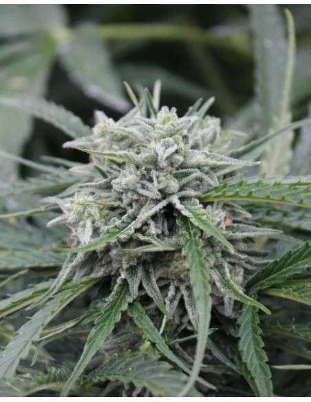FEMALE SEEDS - Auto Northern Light - 1