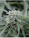 FEMALE SEEDS - Auto Northern Light - 1