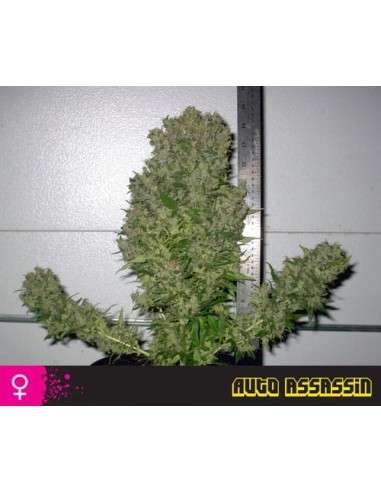 SHORT STUFF SEEDBANK - Auto Assassin - 1