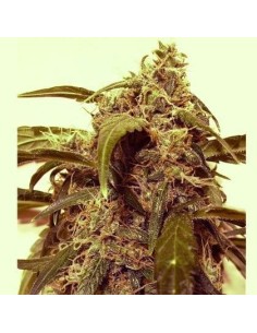SHORT STUFF SEEDBANK - Auto Assassin - 1 2