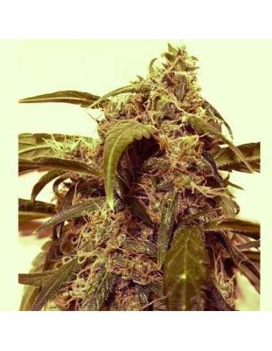 SHORT STUFF SEEDBANK - Auto Assassin - 2