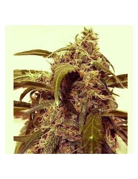 SHORT STUFF SEEDBANK - Auto Assassin - 2