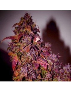 SHORT STUFF SEEDBANK - Auto Blue Himalaya - 1